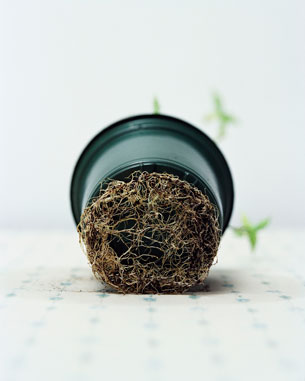 PotandRoots1